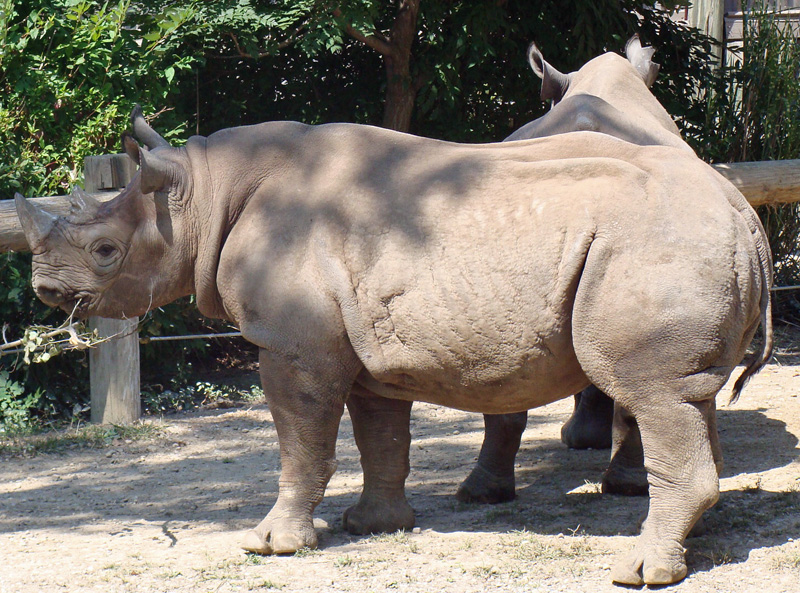 Rhinoceros Picture